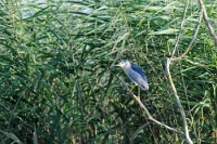 63839 Nycticorax nycticorax (Nitticora)